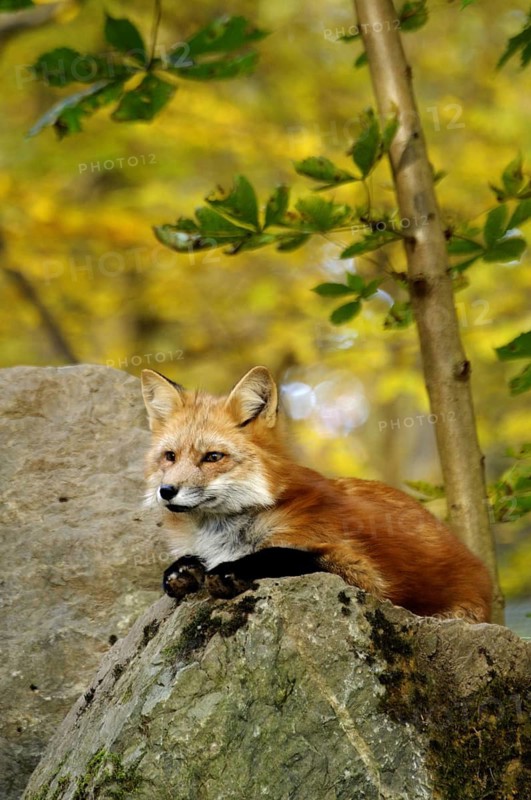 Red fox autumn