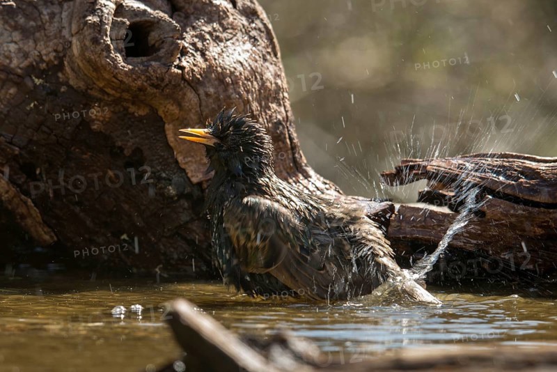 Star, Starling, Sturnus Vulgaris, Bath, Bird Bath, Birds, Passeri, Songbirds, Potion, Birdbath, Birds, Watering Place
