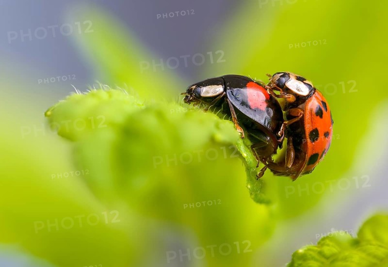 Asian ladybeetle, Asian ladybug, coccinellidae, coccinellinae, harlequin ladybug, harmonia axyridis, ladybug, beetle, coleoptera, harlequin, insects, copula, beetle, multicolored asian, mating