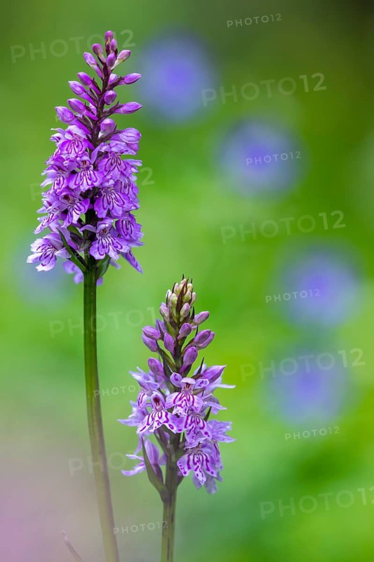 Moorland spotted orchid (Dactylorhiza maculata), Heiligenblut on the Großglockner, Carinthia, Austria
