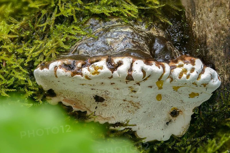 Ganoderma lucidum, glossy ganoderma, shiny lacquer porling, ling zhi, reishi, shiny polyporus, fungi, mushrooms