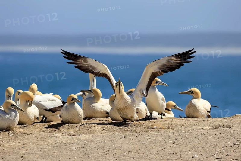 Cape Gannet (Morus capensis), adult, taking flight, flying off, taking off, on land, coast, beach, breeding colony, Lamberts Bay, Western Cape, South Africa