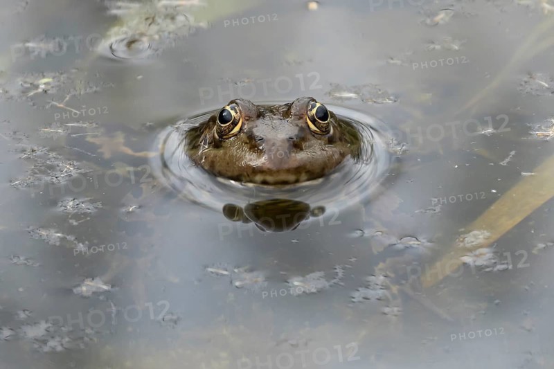 Marsh frog (Pelophylax ridibundus) adult amphibian on the water surface of a pond, England, United Kingdom