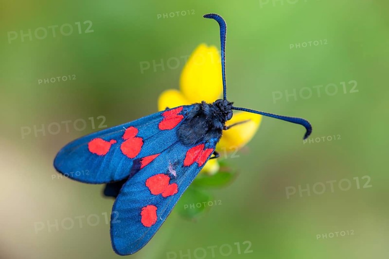 Six-spot burnet (Zygaena filipendulae), Goldenstedt, Lower Saxony, Germany