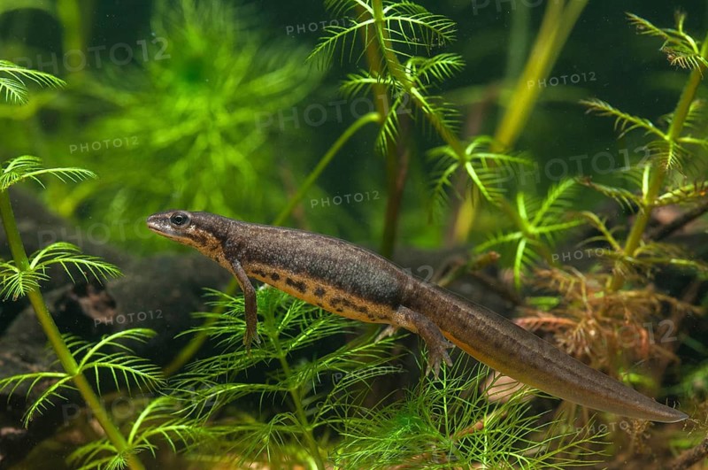 Lissotriton vulgaris, smooth newt, triturus vulgaris, amphibians, amphibians, female, amphibians, amphibians, female