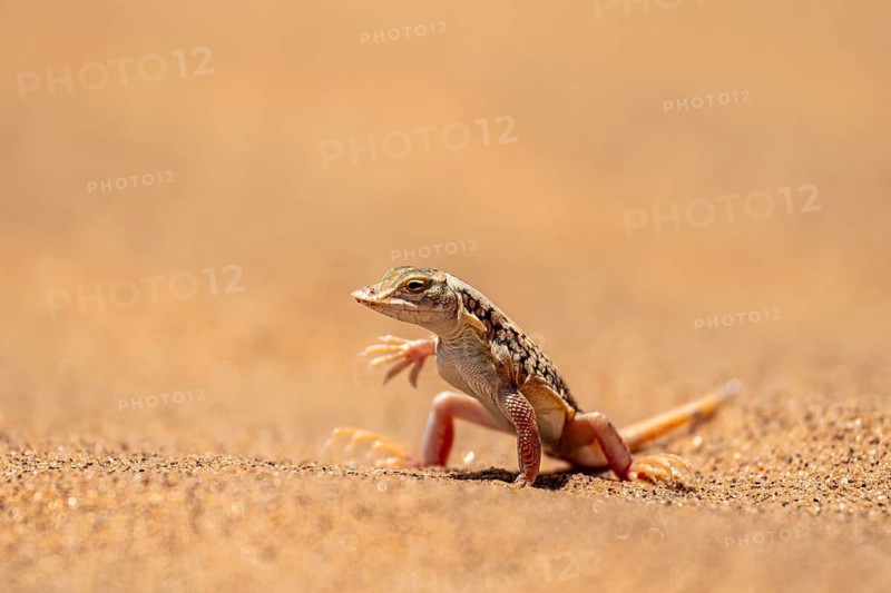 Shovel-nosed lizard (Meroles anchietae), in the sand, stretching its legs in the air to cool off, Namib Desert, Namib Naukluft Park, Namibia
