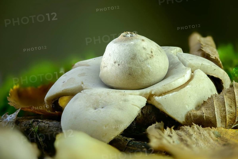 Earth Star, Geastrum Michelianum, Geastrum Triplex, Cervical Earth Star, Collared Earthstar, Fungus, Mushrooms, Saucered Earthstar, Triple Earthstar