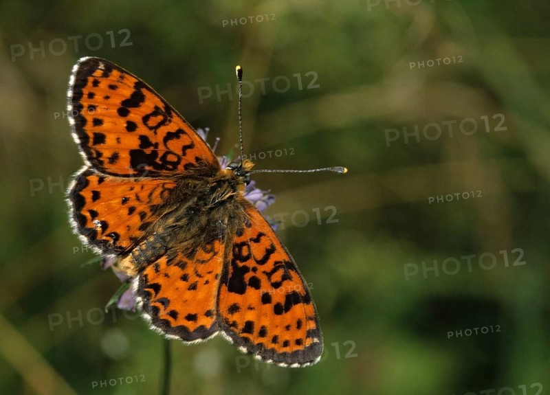 Fiery moth, Melitaea Didyma, red moth, spotted fritillary, butterfly, insects, butterfly, butterflies, butterflies