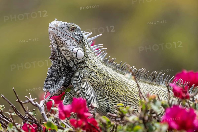 Green iguana (Iguana iguana), Curacao