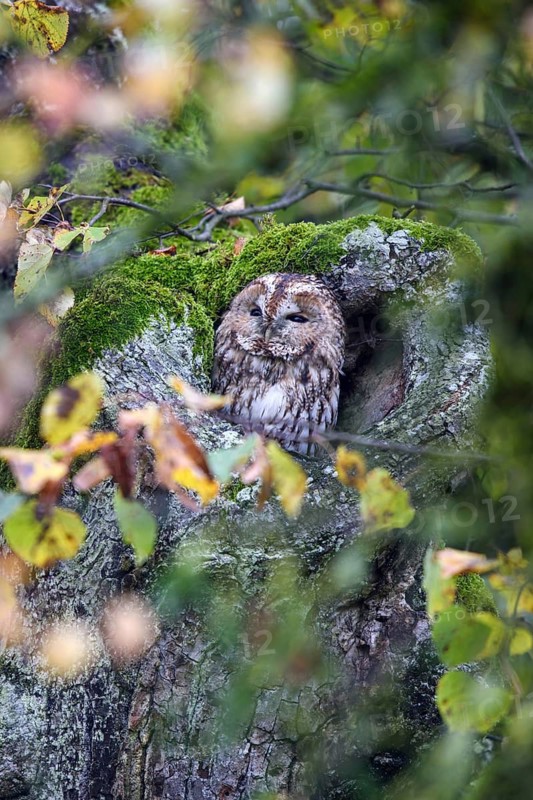 Animals, birds, owls, a tawny owl perched in a tree hollow amongst autumn leaves (Strix aluco), Bavaria, Bavaria, Federal Republic of Germany