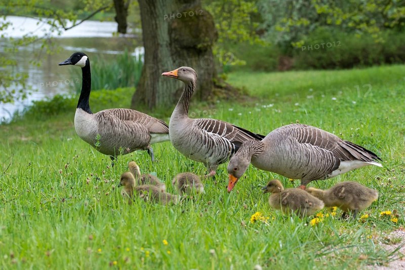 Anser Anser, Branta Canadensis, Canada Goose, Dunenjunge, Elsteral, Germany, Greylag or Graylag Goose, Greiz, Greizer Park, Grelag Goose, Canada Goose, Chicks, Mixed Mating, Thuringia, Anatidae, Birds, Duckbirds, Goose, Geese, Pullus, Vogtland, Birds, Waterbirds, Waterbirds