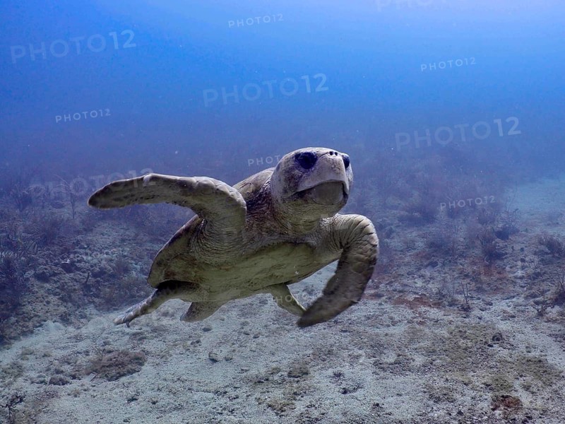 A loggerhead sea turtle (Caretta caretta) floats peacefully in the clear ocean waters, surrounded by blue light, at the Breakers dive site, Palm Beach, Florida, USA
