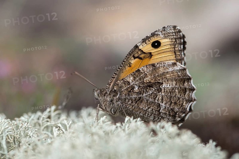 Hipparchia semele, ochre velvet butterfly, rock grayling, rust bandage, butterfly, grayling, insects, butterfly, butterflies, butterflies