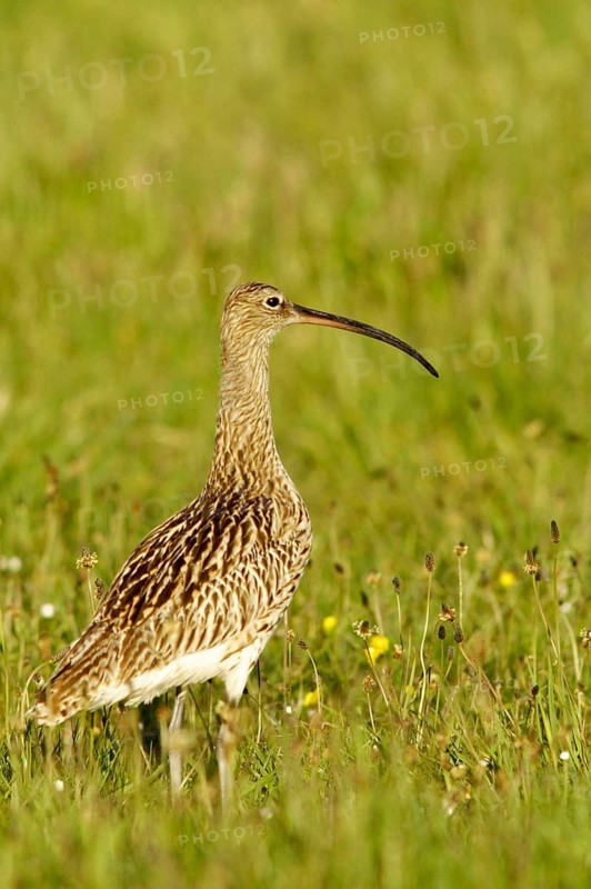 Eurasian curlew – Curlew – (Numenius arquata), Germany