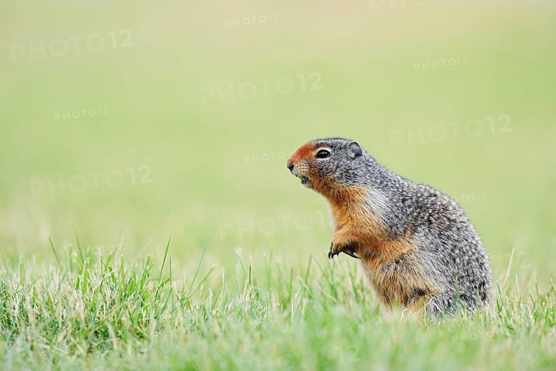 Columbia ground squirrel (Urocitellus columbianus, Spermophilus columbianus), Waterton Lakes National Park, Alberta, Canada
