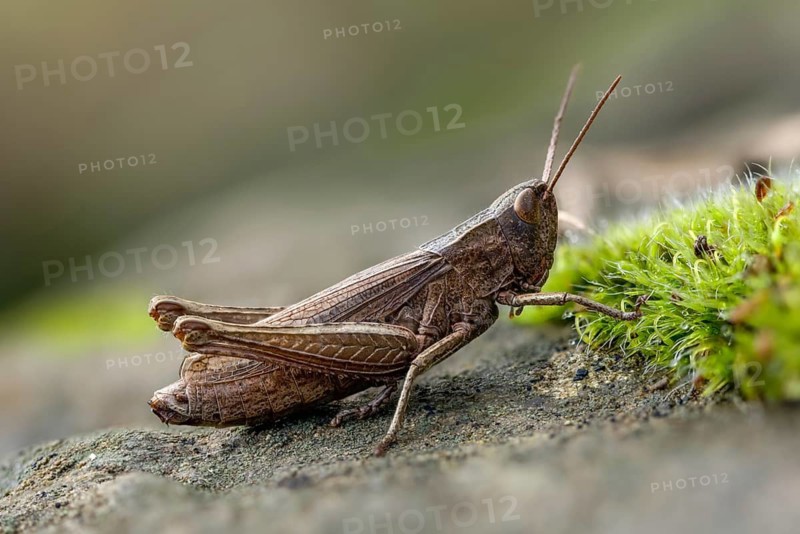 Acrididae, Caelifera, Chorthippus dorsatus, field locusts, gomphocerinae, short-feeler, steppe grasshopper, meadow grasshopper, grasshopper, grasshoppers, insects, female