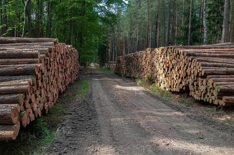 Forestry, logging, industrial forestry, intensive forestry, intensive forestry, landscape, landscape