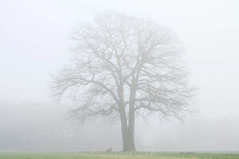 English oak (Quercus robur, Quercus pedunculata) in fog, North Rhine-Westphalia, Germany