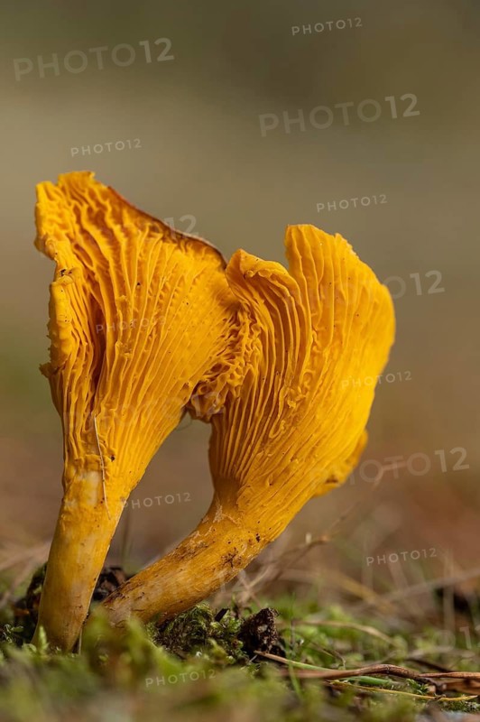 Common chanterelle (Cantharellus cibarius), Aviemore, Scotland, United Kingdom