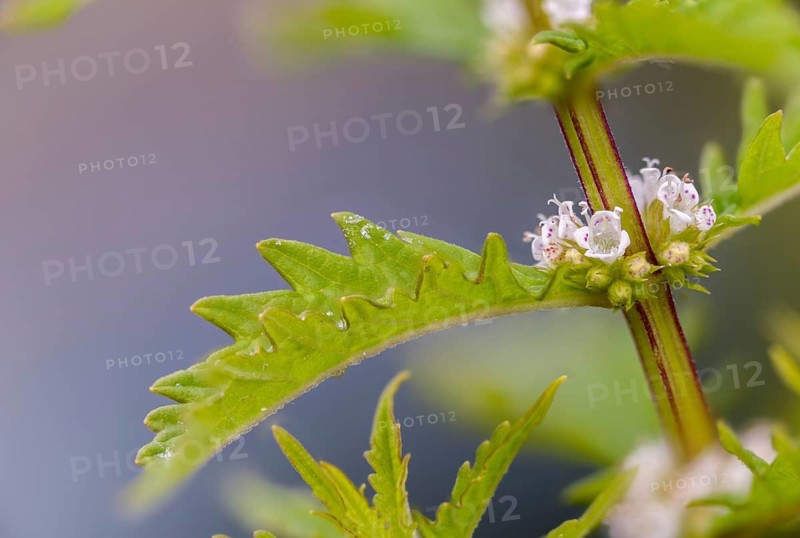 Common wolfstrap, gypsywort, lycopus europaeus, shoreline wolfstrapp, wolfstrapp, flora, plants, plants