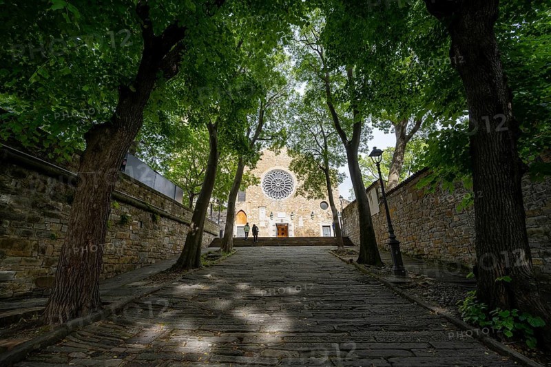 Via della Cattedrale with trees, San Giusto Martire Cathedral, Trieste, Friuli-Venezia Giulia region, Italy