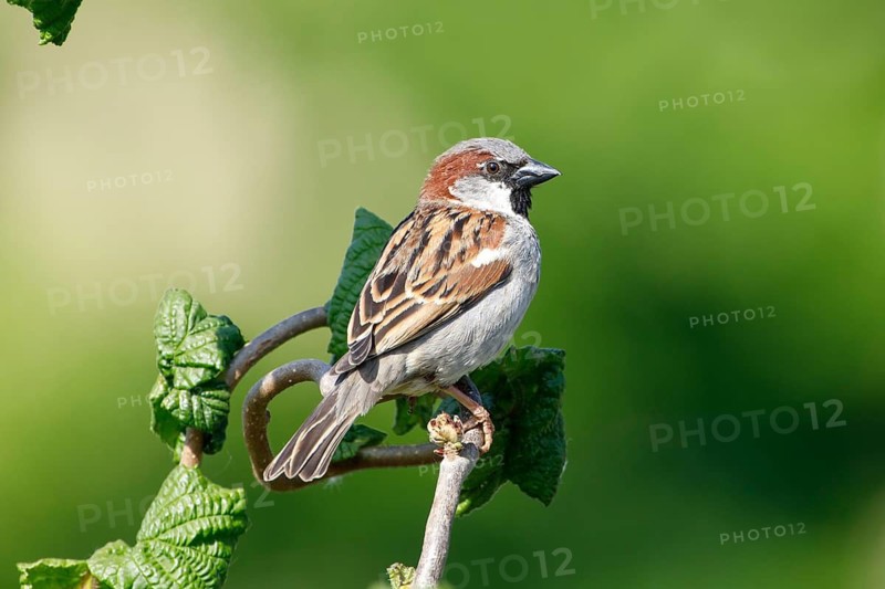 House sparrow (Passer domesticus) male in bright sunshine against a green background in Sussex, UK