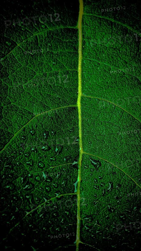 Close-up of a green leaf with distinct structure and lines, Fichtelgebirge nature park Park, Upper Franconia