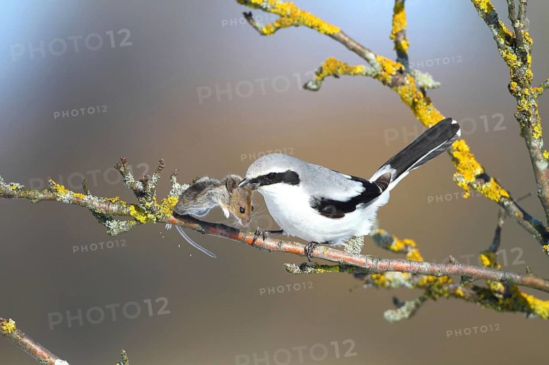 Animals, birds, predators with prey, Federal Republic of Germany