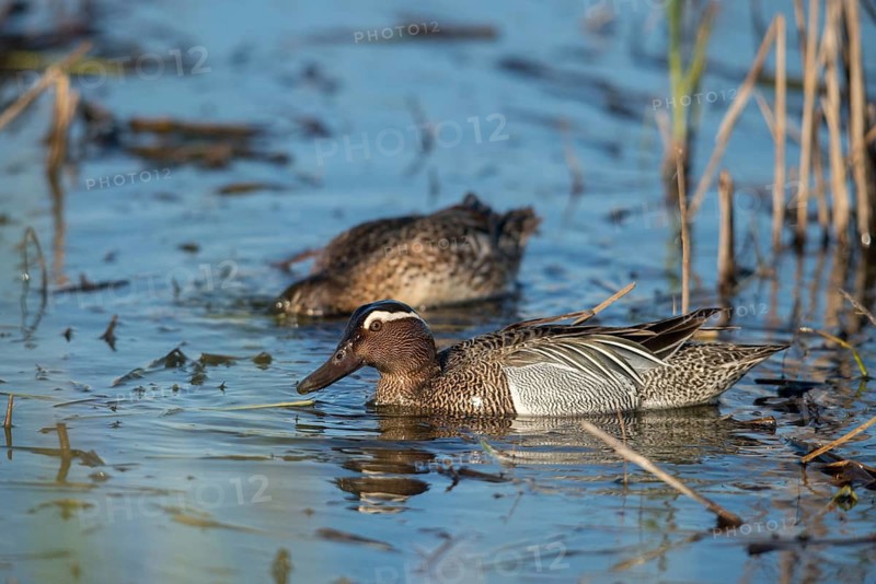 Anas Querquedula, Garganey, Granelli, Italy, crisp duck, Pantano Cuba lagoon, Pantani Cuba and Longarini, spatula querquedula, migratory bird sanctuary, Pantani Cuba & Longarini migratory bird sanctuary, Anatidae, birds, ducks, duck birds, drake, female, Italy, male, male, Sicily, foundation pro biodiversity, birds, water birds, waterbirds, female