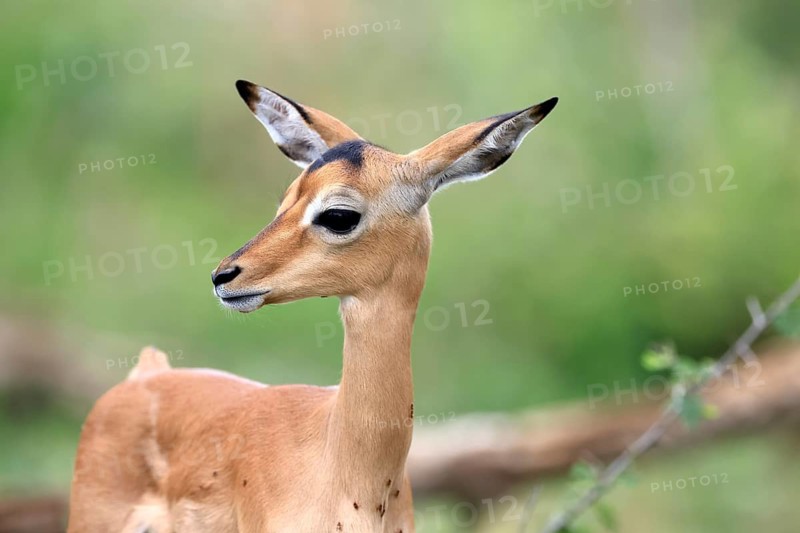 Black-heeled antelope (Aepyceros melampus), impala, young animal, portrait, alert, Kruger National Park, South Africa