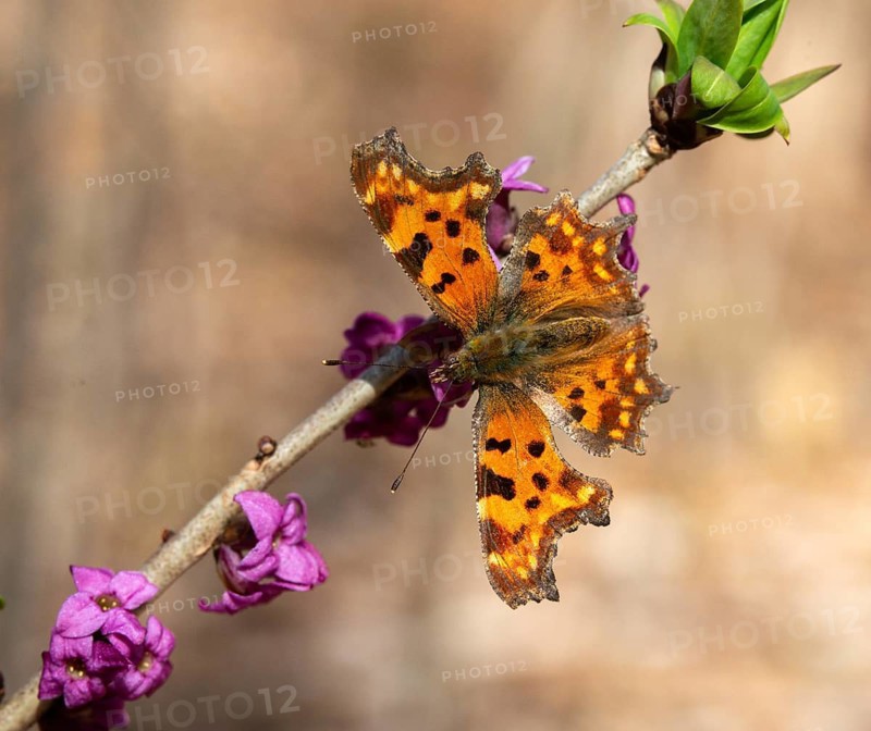 C-moth, comma butterfly, daphne mezereum, real daphne, February daphne, common daphne, common daphne, cellar neck, nymphalis c-album, polygonia c-album, daphne, sparrow tongue, thymelaeaceae, butterfly, flora, spring, insects, insects, mezereon, mezereum, plants, plants, butterflies, jump, spurge laurel, spurge olive, butterflies