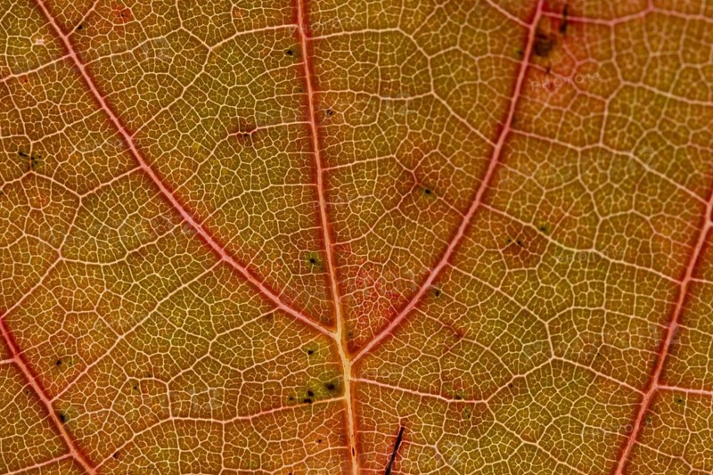 Sycamore (Acer pseudoplatanus) tree close up of an autumn colours leaf, England, United Kingdom