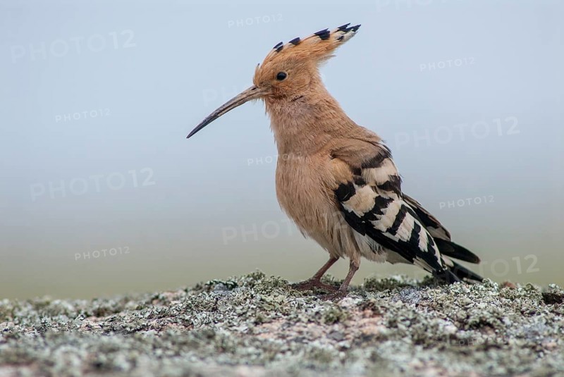 Hoopoe, upupa epops, hoopoe, birds, Extremadura, Spain, upupidae, birds