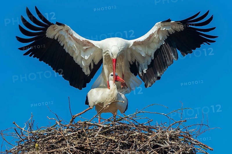 White stork (Ciconia ciconia) at its nest, Oldenburg Münsterland, Vechta, Lower Saxony, Germany
