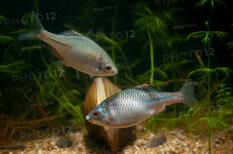 Anodonta cygnea, bitterling, duck mussel, common pond mussel, Rhodeus amarus, Rhodeus sericeus amarus, swan mussel, pond mussel, fish, fishes, river mussel, mussels, pisces, pond mussels