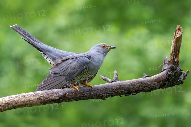 Cuckoo (Cuculus canorus), male, perched on a branch, Littlewood Ranch, Limbach, Burgenland, Austria