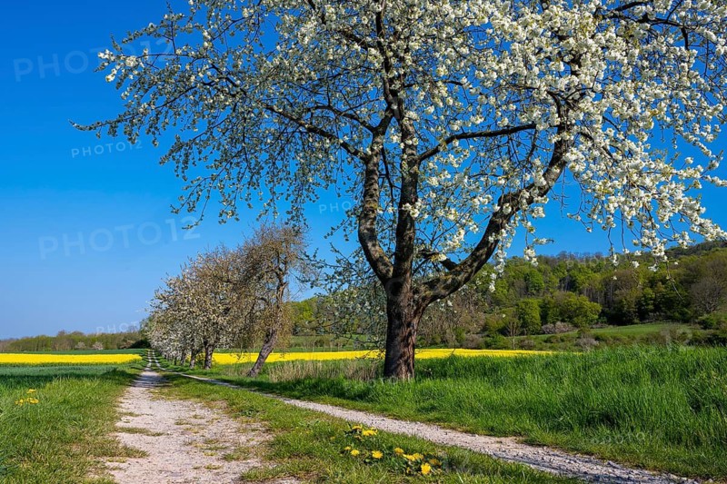 Blooming cherry trees on a rapeseed field near Bevern in the Weser Hills, Bevern, Holzminden, Lower Saxony, Germany