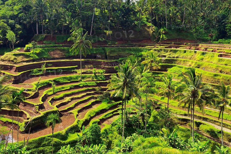 A terraced rice field in Bali, Indonesia, Bali, Indonesia