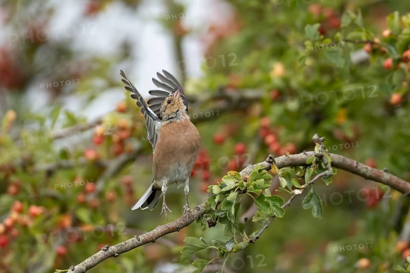Eurasian chaffinch (Fringilla coelebs) adult male bird in a hawthorn tree in a hedgerow with red berries in summer, England, United Kingdom