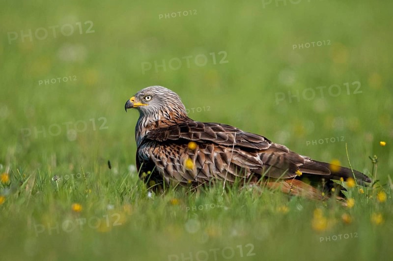Accipitriformes, Milan, Milvus Milvus, Red Kite, Red Kite, Birds of Prey, Raptor, Raptors, Bird Strikes, Birds