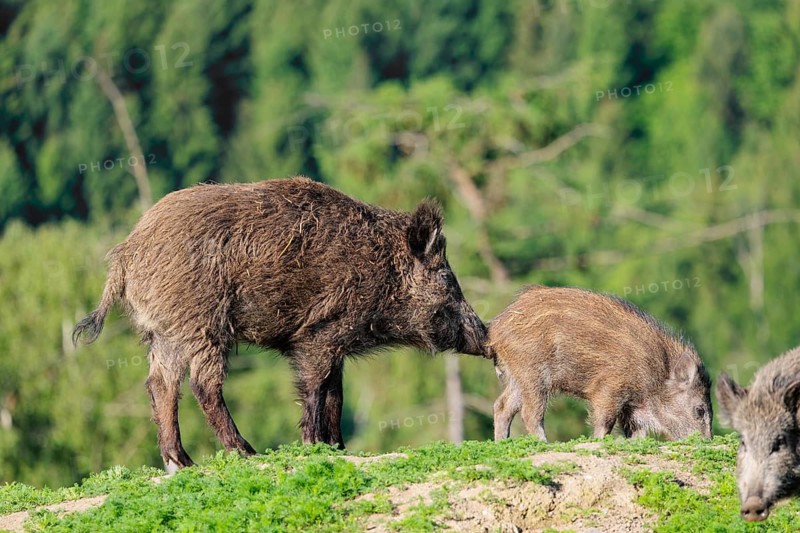 A group of wild boar (Sus scrofa) searches for food on a mound in a green clearing on a sunny morning. Bavaria, Germany