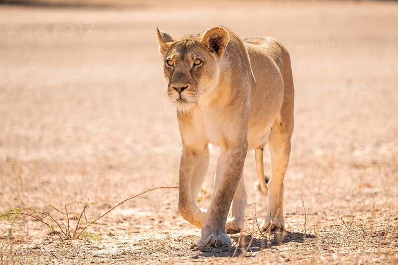 Lioness (Panthera leo) walking towards camera, Kgalagadi Transfrontier National Park, Northern Cape, South Africa