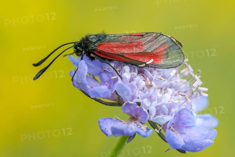 Beaver ram, blood droplet burnet, zygaena minos, blood droplets, butterfly, insects, moths, moths, moth, butterfly, ram