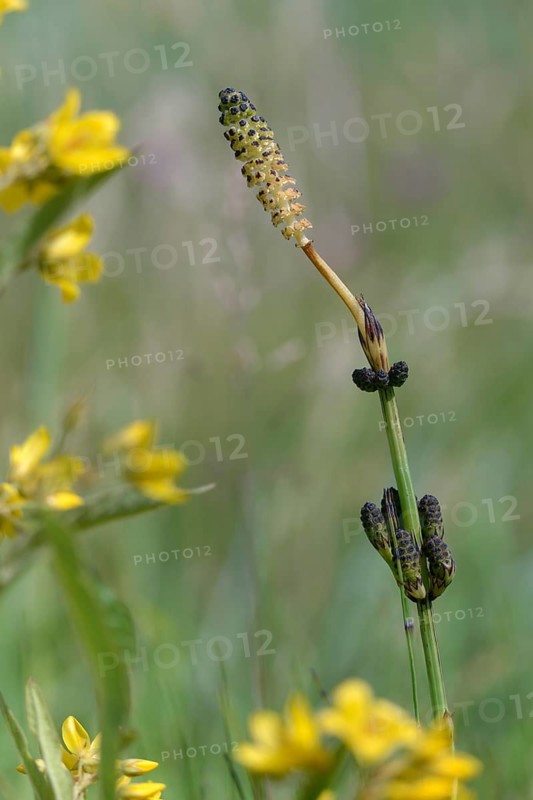 Duwock, Equisetum Palustre, Marsh Horsetail, Flora, High Size, Portrait, Marsh Horsetail, Plants, Horsetail