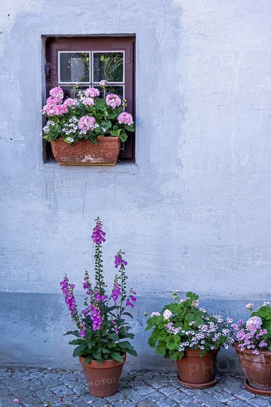 Flower pots, windows, Bad Doberan, Mecklenburg-Western Pomerania, Germany