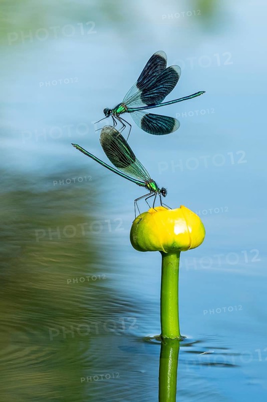 A flying Banded demoiselle (Calopteryx splendens) on a water lily in the River Hunte, Goldenstedt, Lower Saxony, Germany