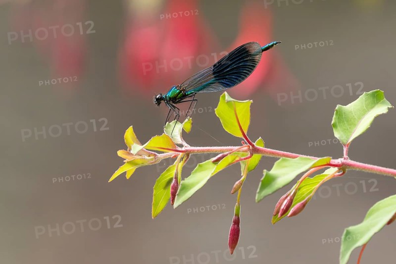 Banded demoiselle damselfly (Calopteryx splendens) adult male insect resting on a Fuchsia plant flowers in summer, England, United Kingdom