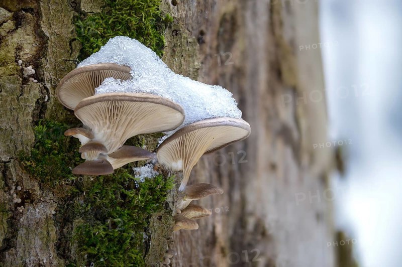 Oyster mushroom, oyster mushroom, pleurotus ostreatus, ice, fungi, fungus, ice, oyster mushroom, oyster mushroom, mushrooms, snow, winter