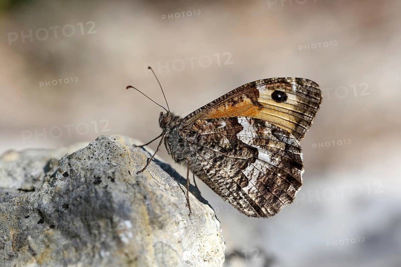 Animals, insects, butterflies, a Ochre-banded Velvet Moth perched on a stone (Hipparchia semele), Bavaria, Bavaria, Federal Republic of Germany