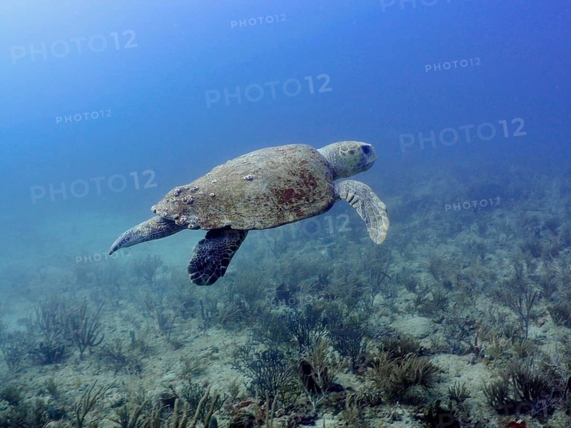 A loggerhead sea turtle (Caretta caretta) swimming freely above a reef, surrounded by calm waters, at the Breakers dive site, Palm Beach, Florida, USA